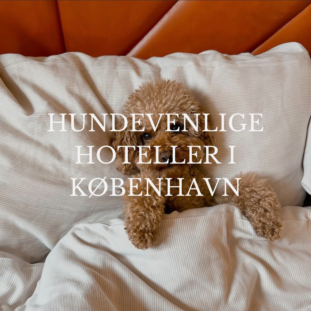 Hund i seng på hotelværelse