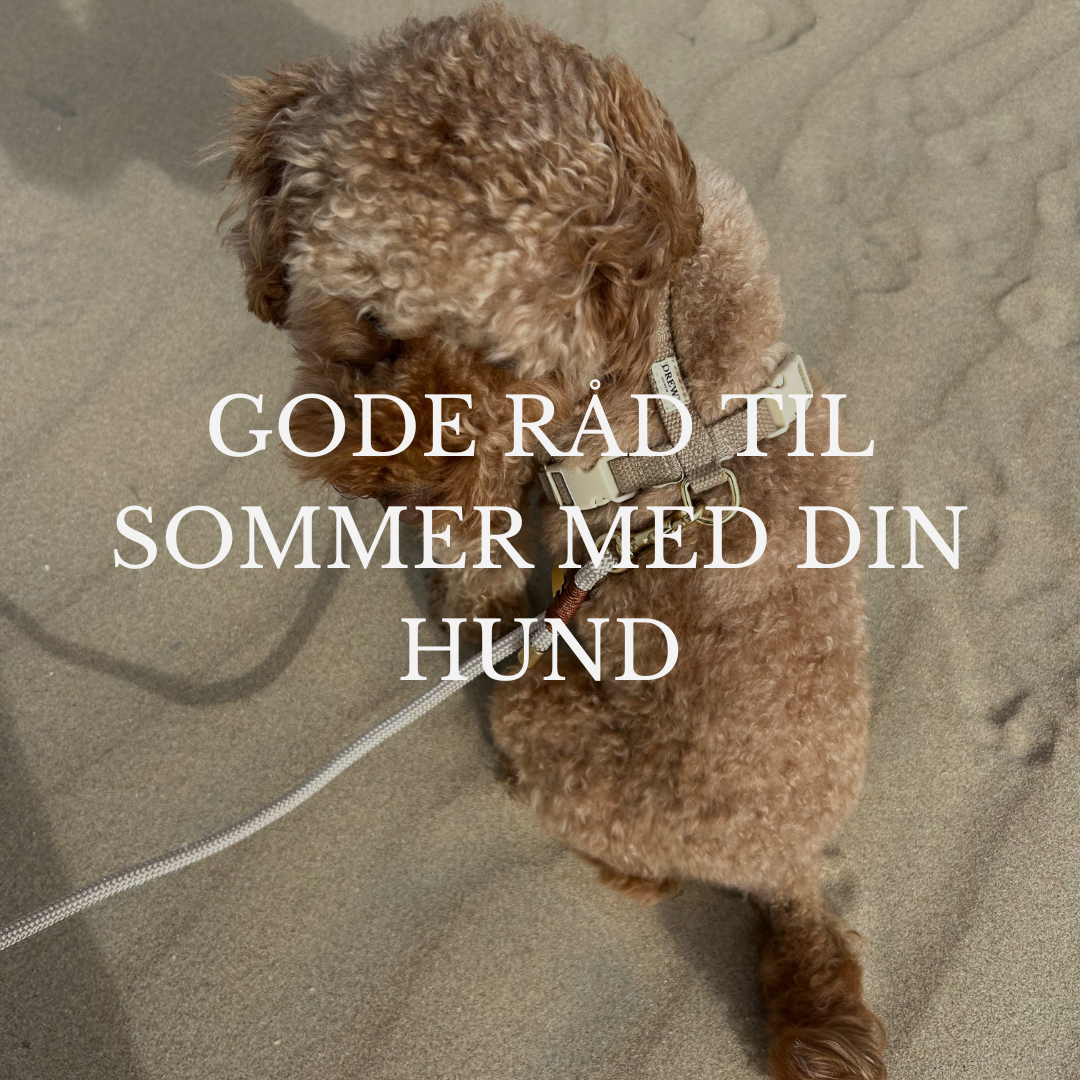 Hund på stranden