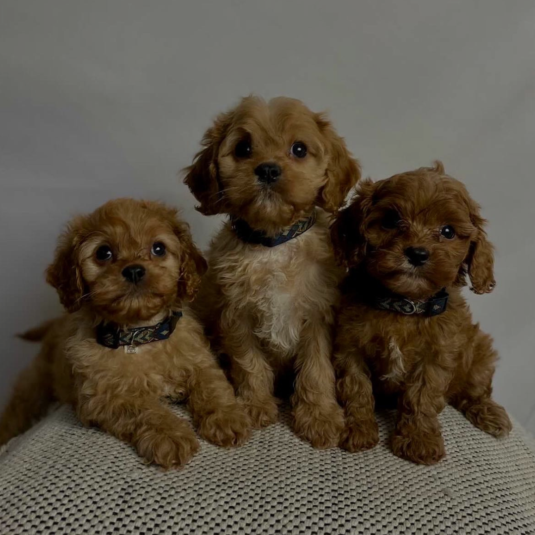 Hvad skal man bruge til hvalpen?