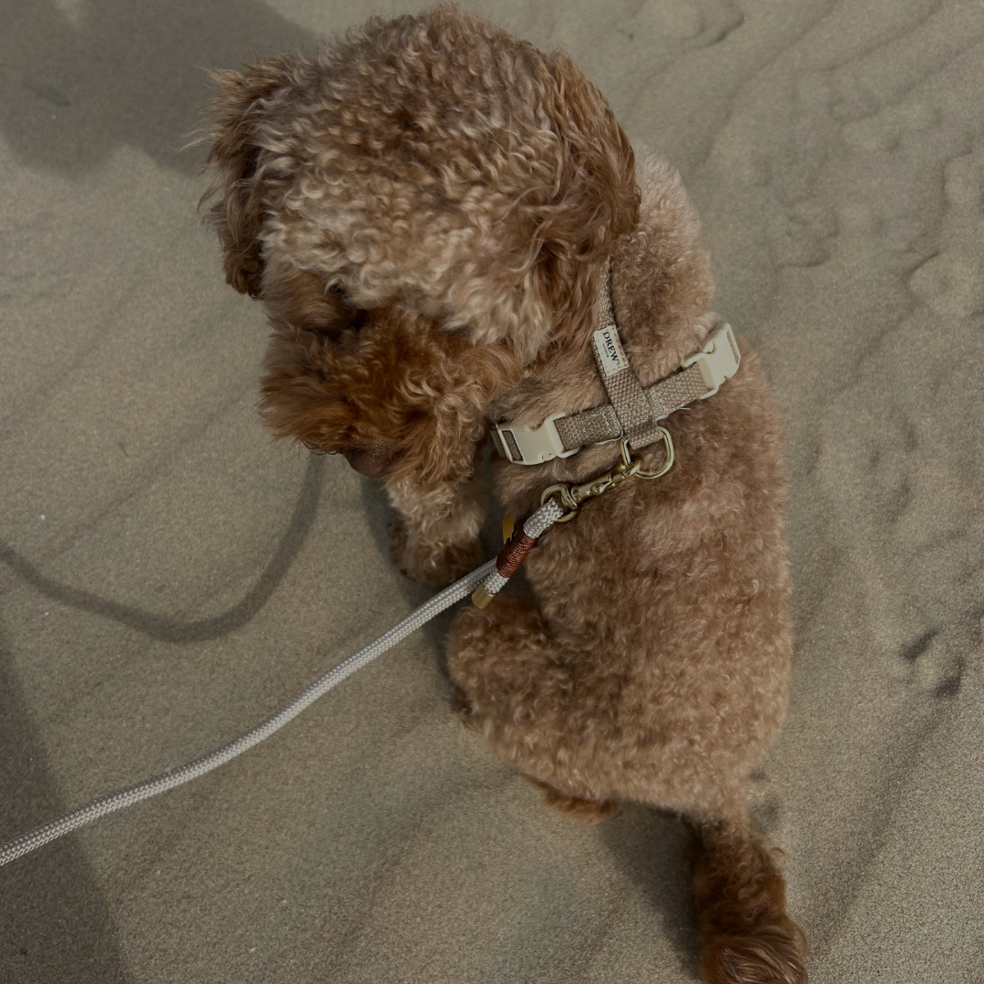 Gode råd til sommer med din hund