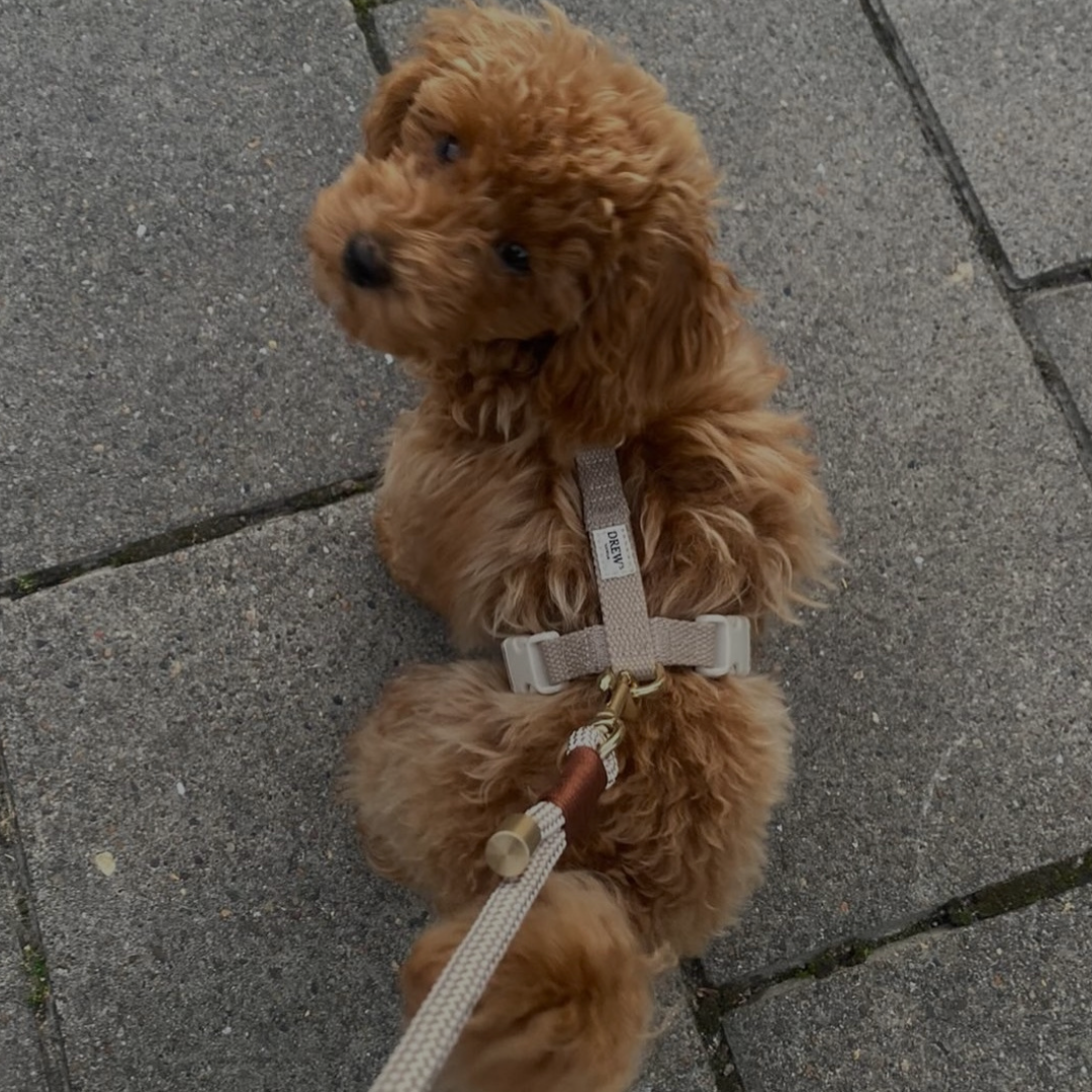 Den bedste hundesele til din hund. 