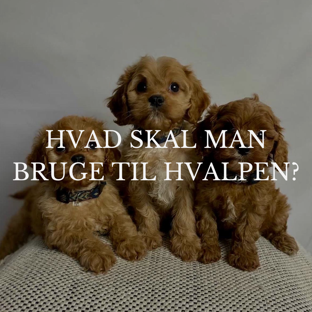 Cockapoo hvalpe med halsbånd