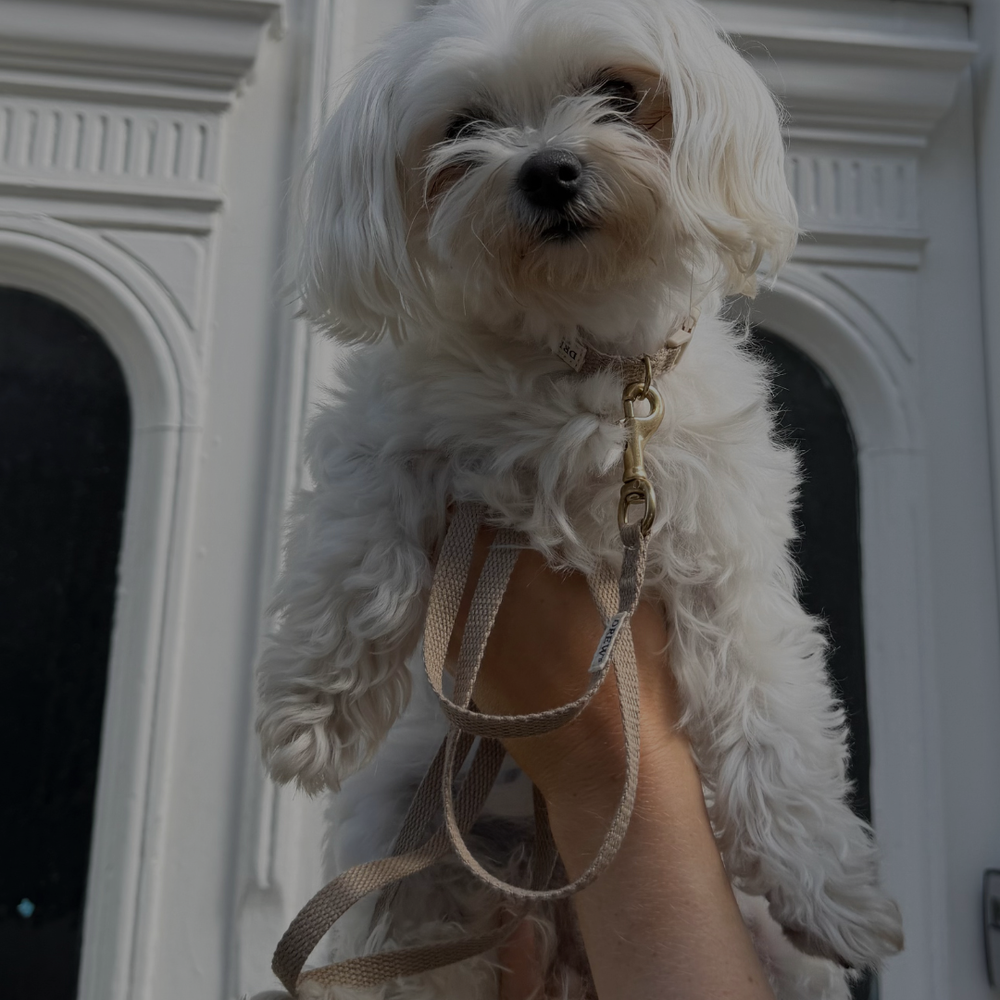 Vælg det rette halsbånd og hundesnor til din hvalp