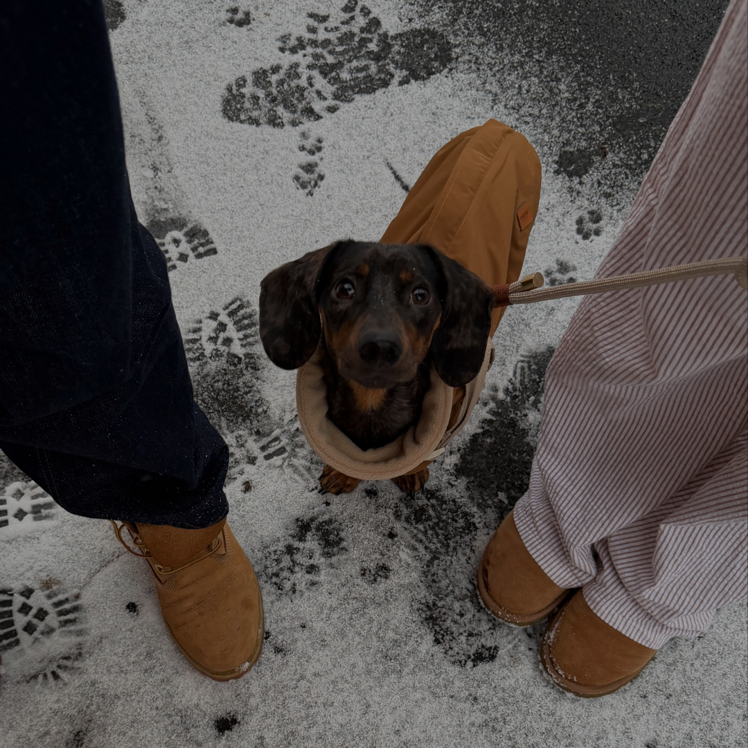 Hund i Step-in jakke