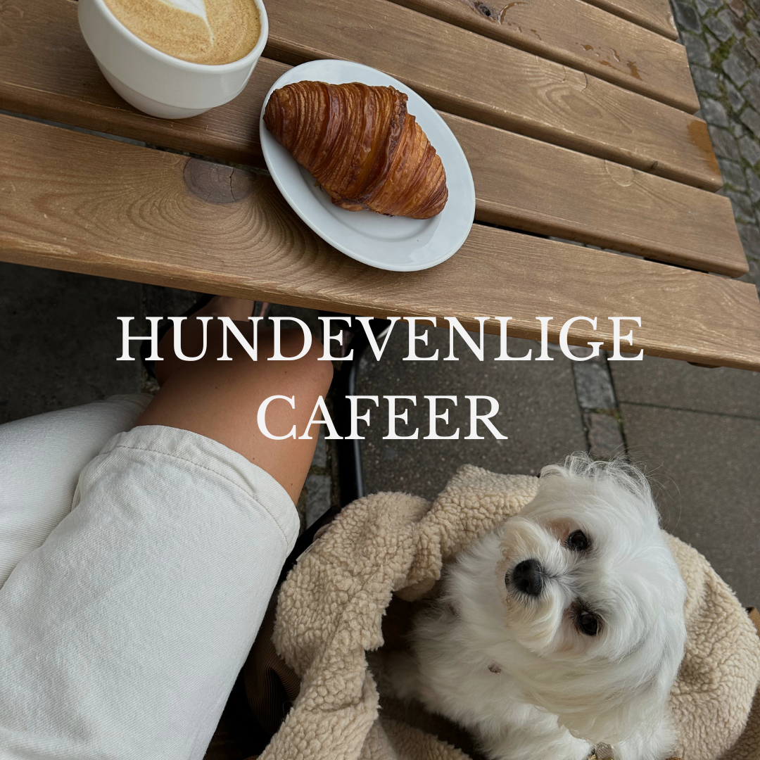 Hund på café