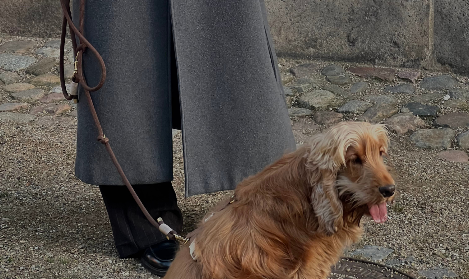 cockerspaniel på gå tur