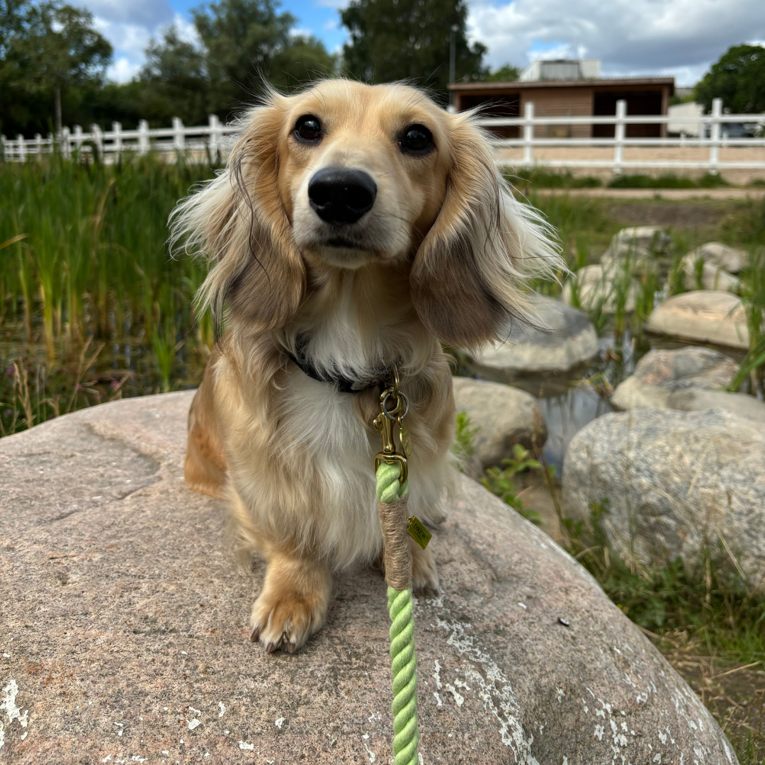 LIME / Justerbar og blød hundesnor (grøn)