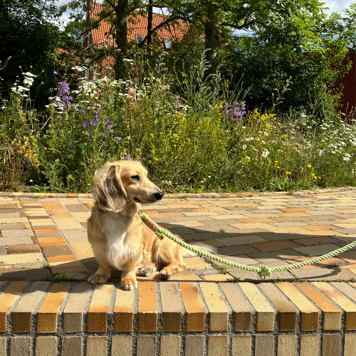 LIME / Justerbar og blød hundesnor (grøn)