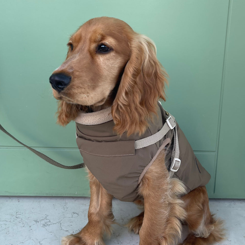 cocka spaniel i vinter jakke