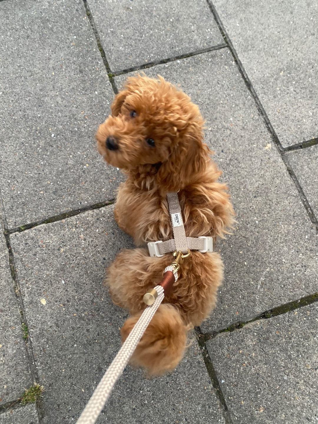 Cockapoo med beige hundesele