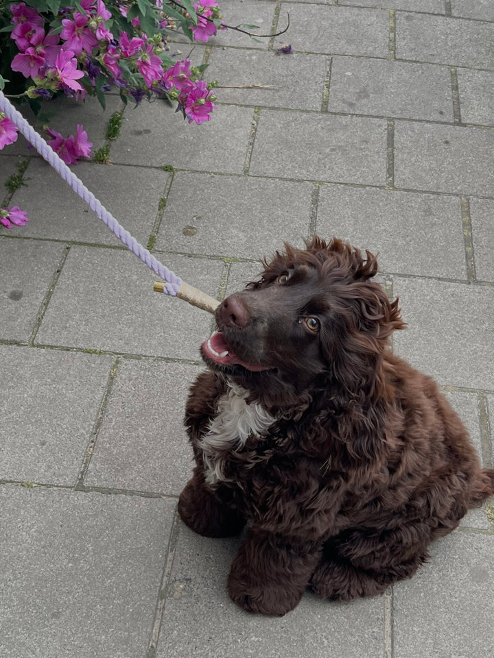 Cockerspaniel med hundesnor i lilla.