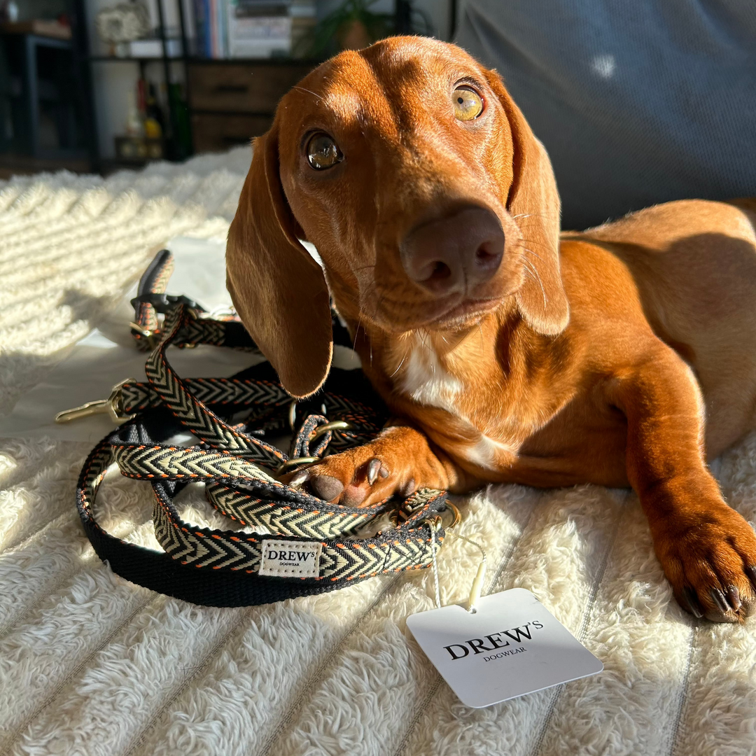 Gravhund der ligger på orange stribet snor