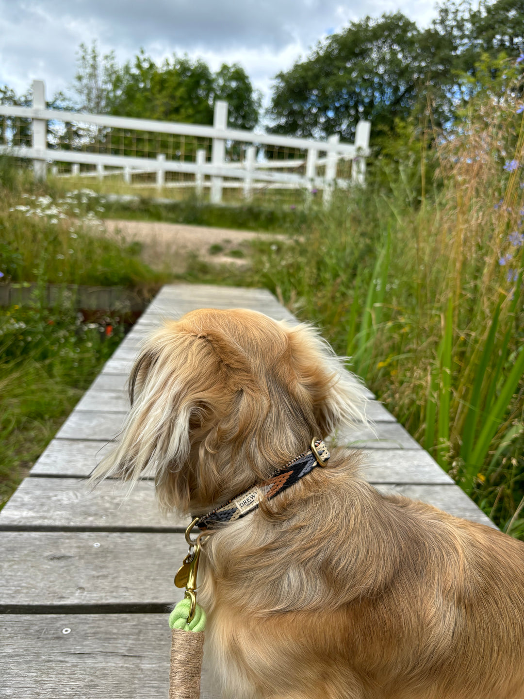 Gravhund med blødt brunt hundehalsbånd - bagfra