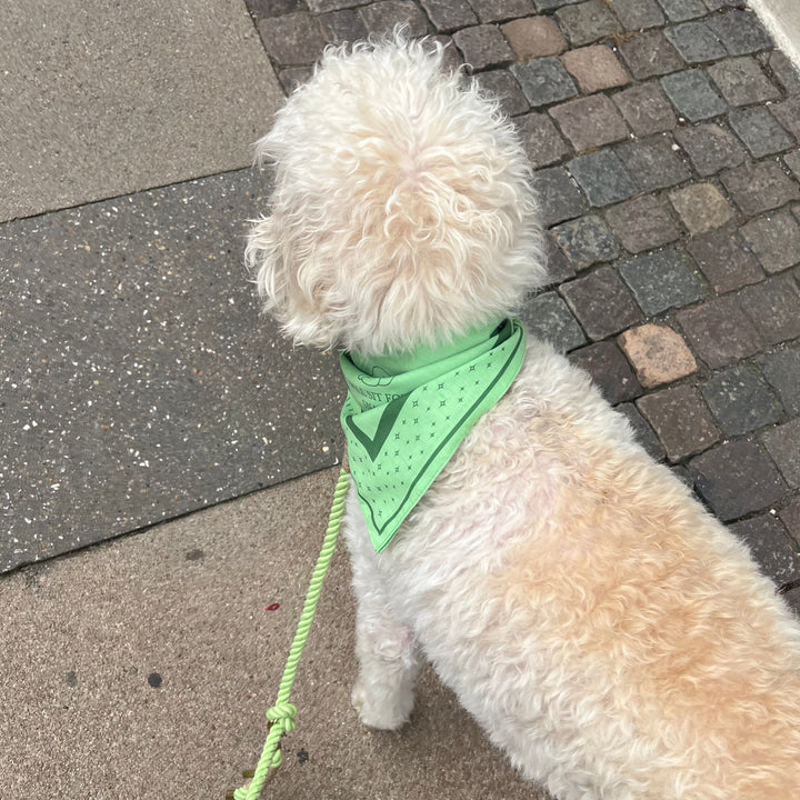 Hund med hundebandana til mellem og store hunde i Lime (grøn). 