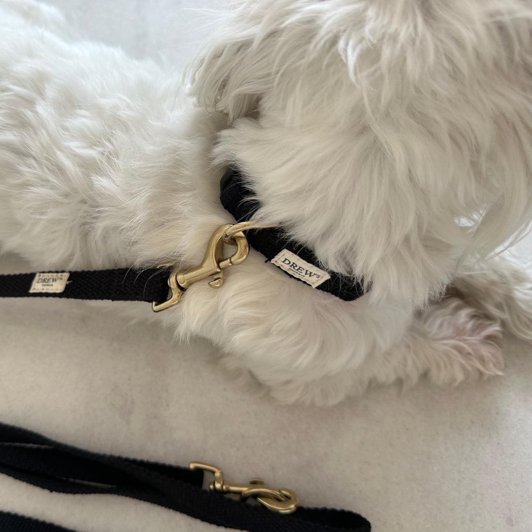 Hund med sort hundehalsbånd med guld hardware