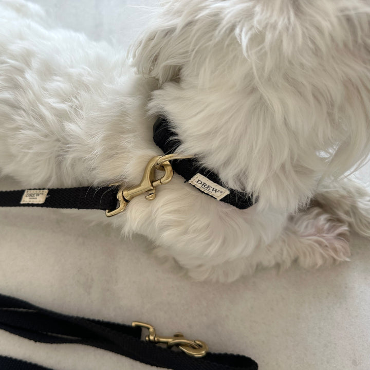 Hund med sort hundehalsbånd med guld hardware