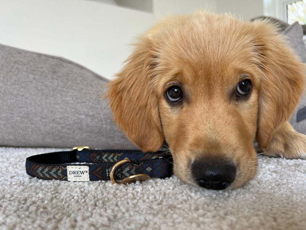 Hundehalsbånd til golden retriver.