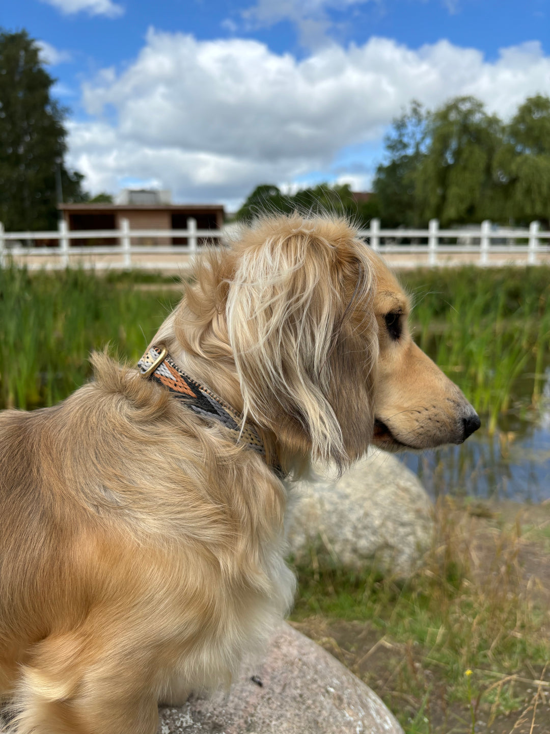 Gravhund med blødt hundehalsbånd