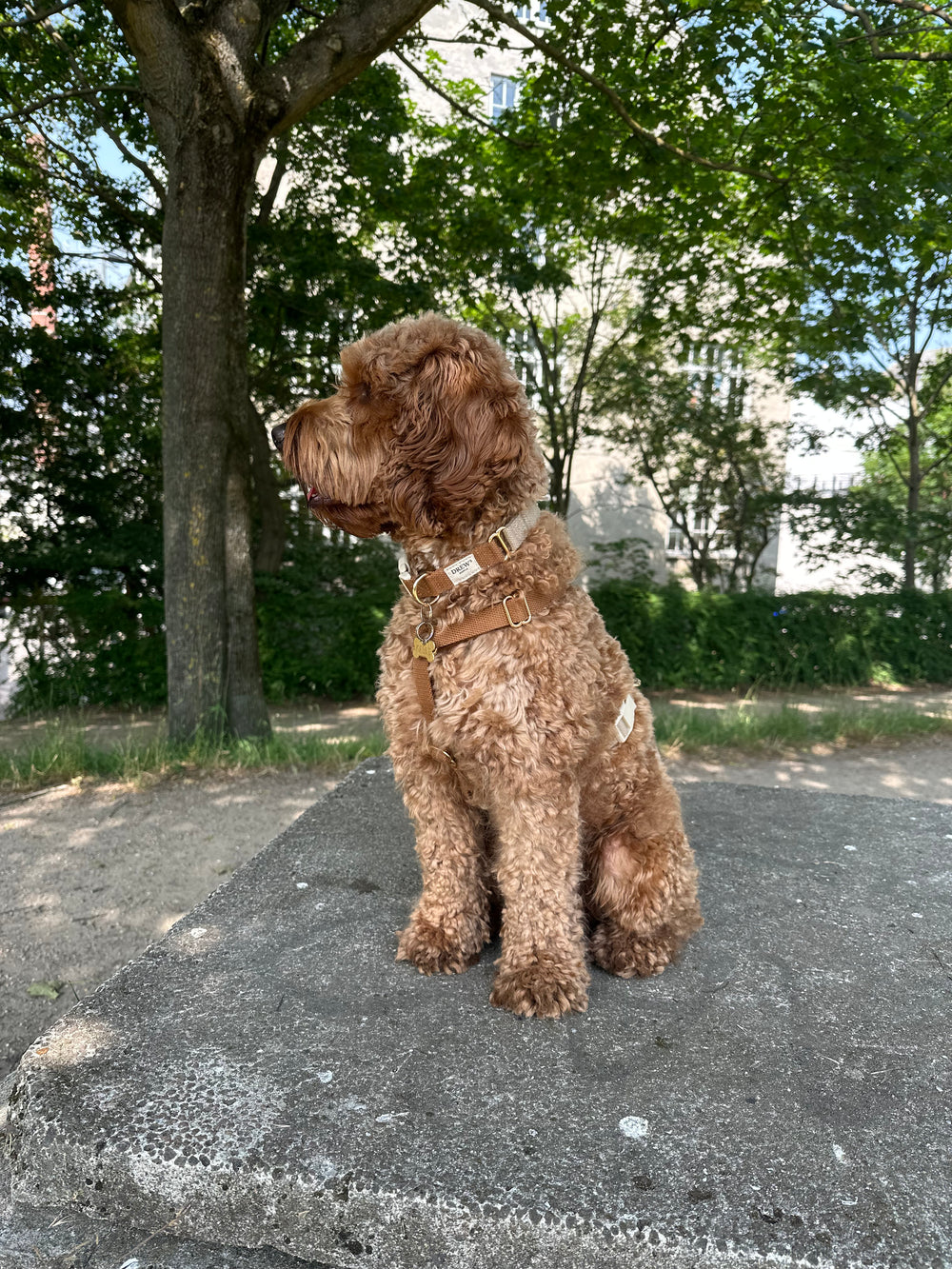 Cockapoo med brunt hundehalsbånd og hundesele