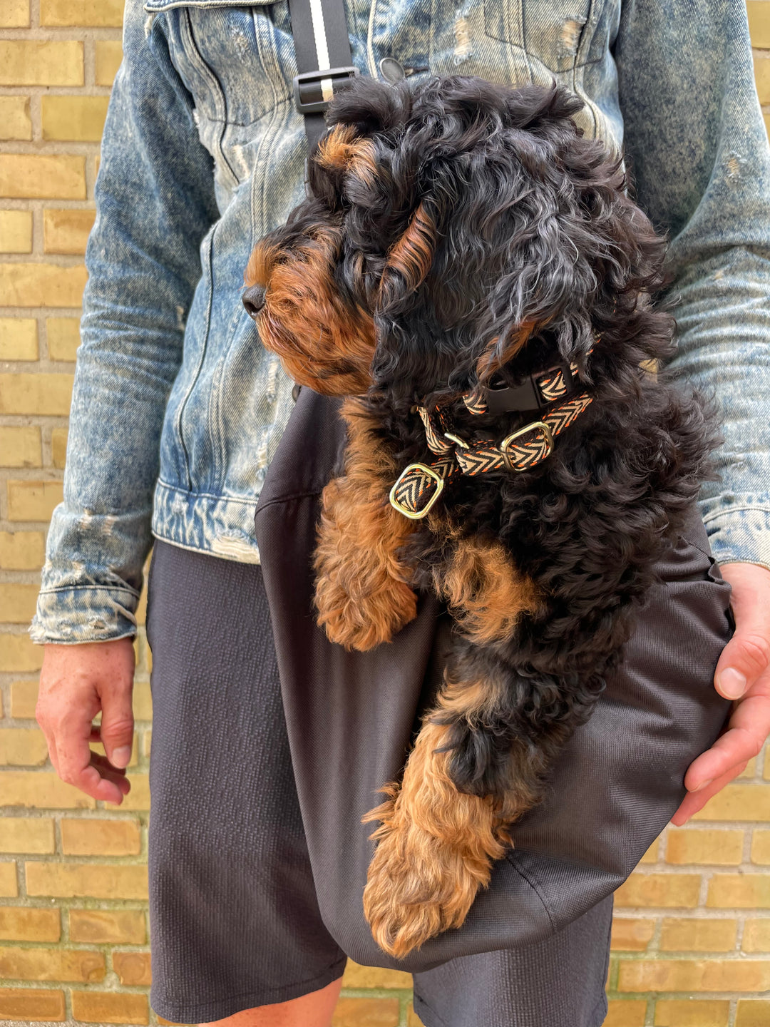 Hundehalsbånd orange på hund