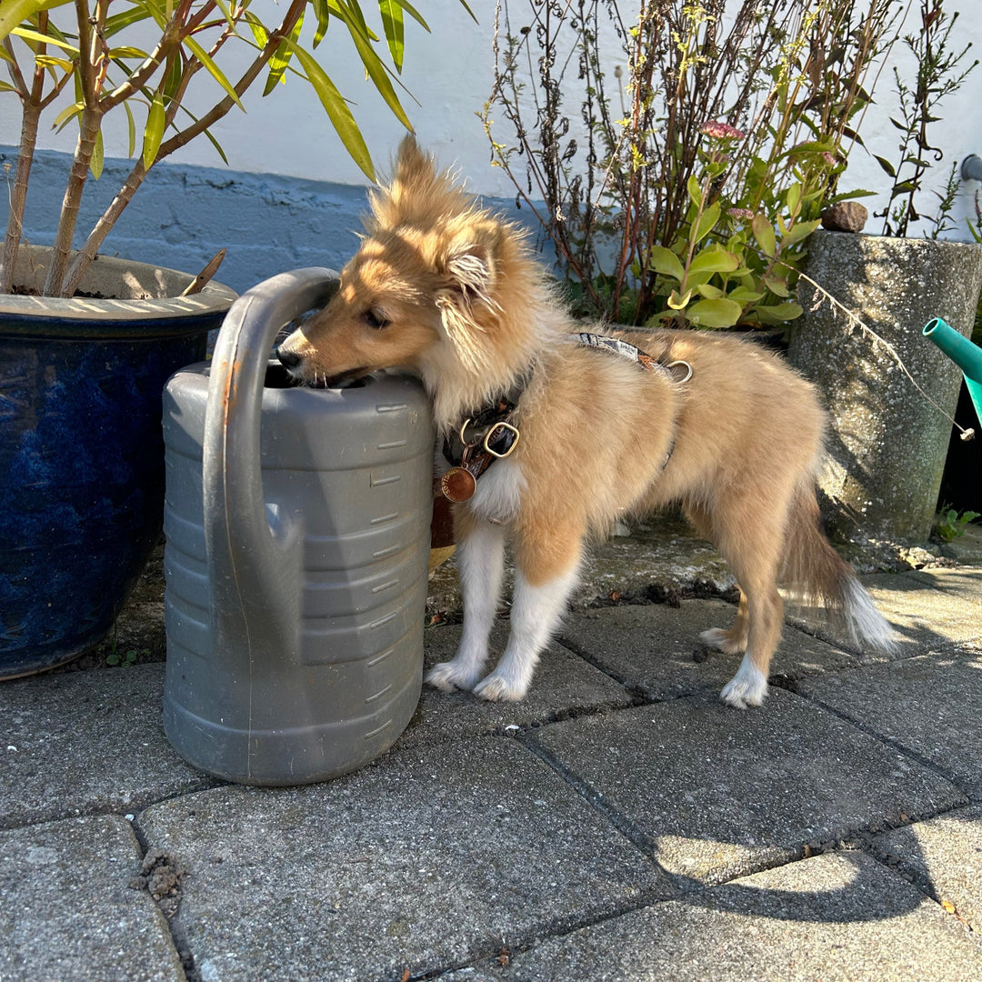 Justerbar hundesele i brunt mønster på hvalp i have