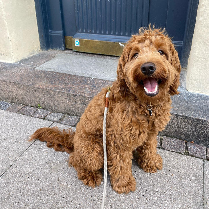 Hundesnor reb beige med cockapoo