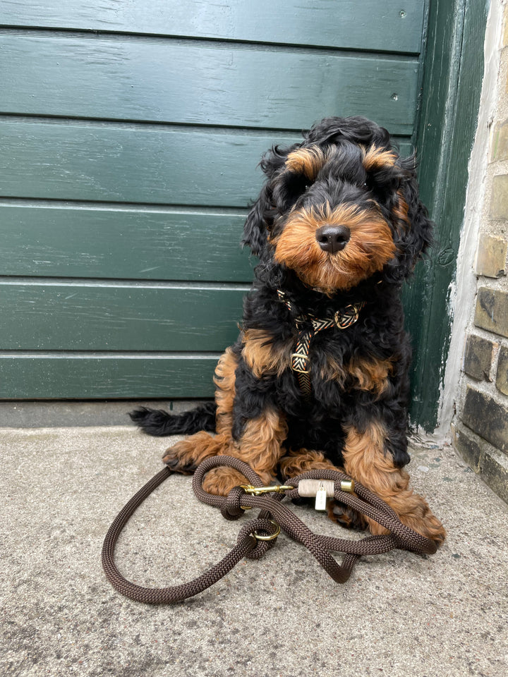 Brun rebsnor til hunde med cockapoo