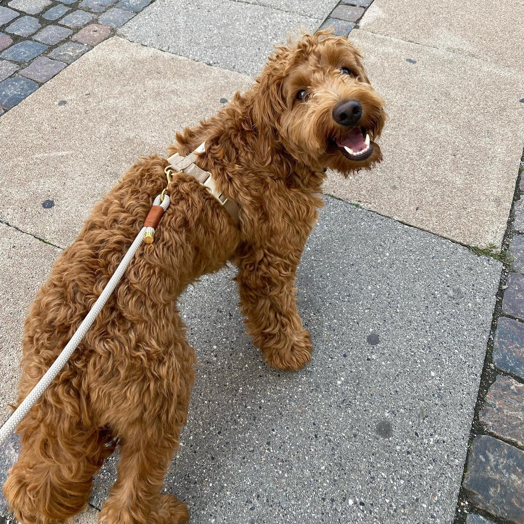 Hundesnor reb beige og hundesele med cockapoo