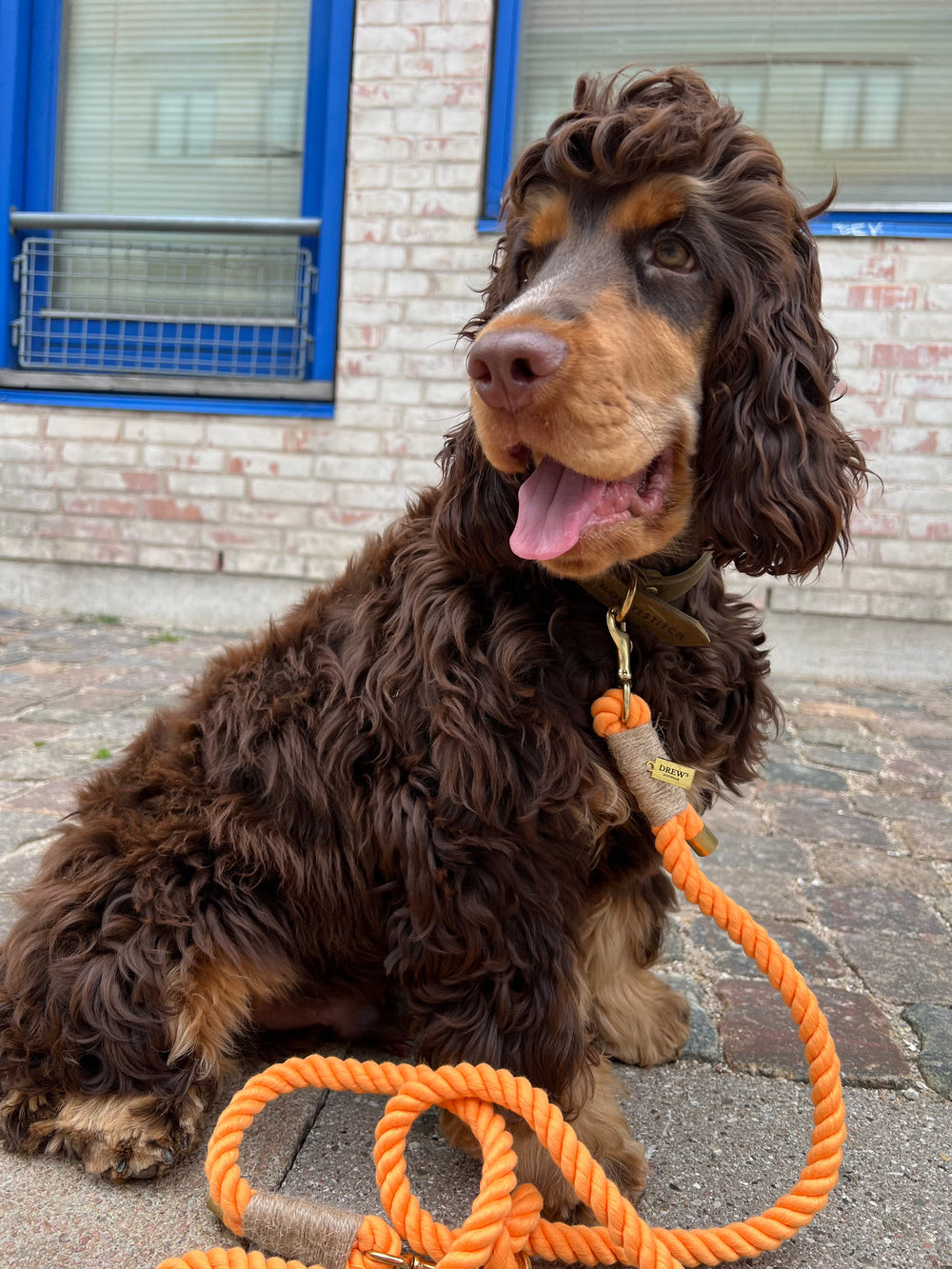 Justerbar og blød hundesnor i reb farven peach (orange) på brun hund.