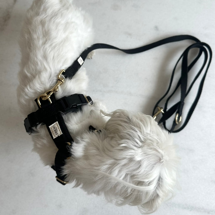 Hund I sort pro sele med matchende snor