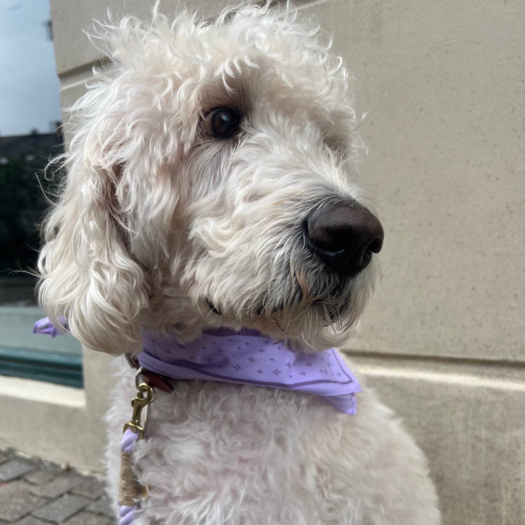 Hvid hund i lilla snor og bandana