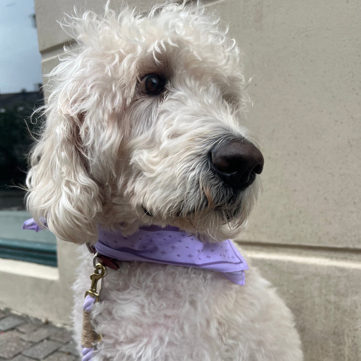Hvid hund i lilla snor og bandana