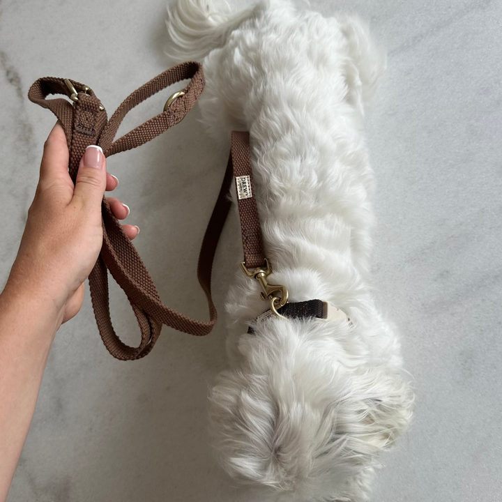 Hvid hund med brun hundesnor