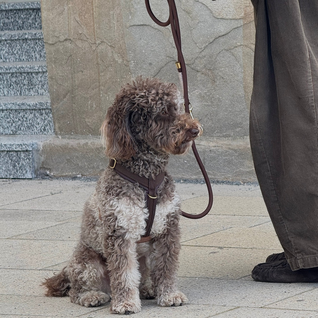 Chocolate / Soft & adjustable dog harness (PRO)