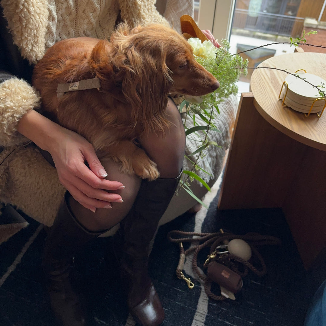 Cortado Dog Harness + BROWN Standard Dog Leash + Espresso Brown Dog Carrier Bag