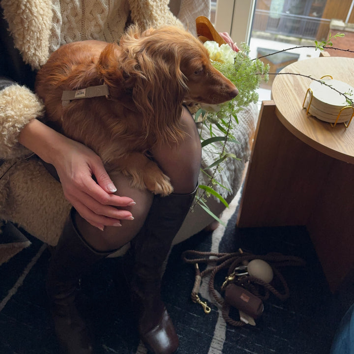 Cortado Dog Harness + BROWN Standard Dog Leash + Espresso Brown Dog Carrier Bag