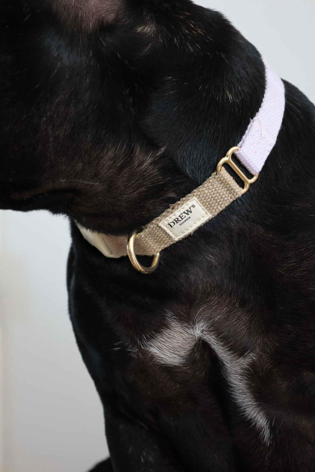 Lavender / Dog collar