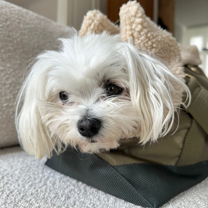 LIMITED EDITION - Olive // Sporty hundetaske med blødt inderfor i teddy fleece
