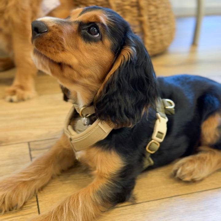 Olive / Blød & justerbar hundesele (PRO)