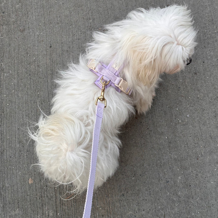 Purple / Soft & adjustable dog leash