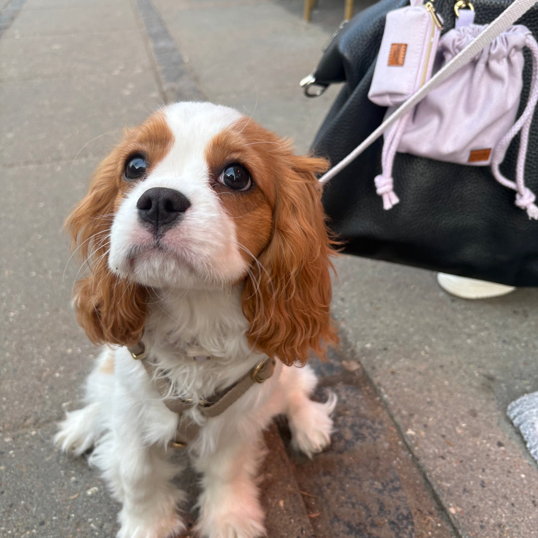 Lavender / Poop bag holder