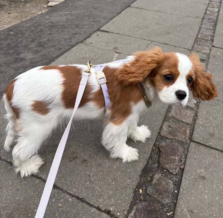 Purple / Soft & adjustable dog leash
