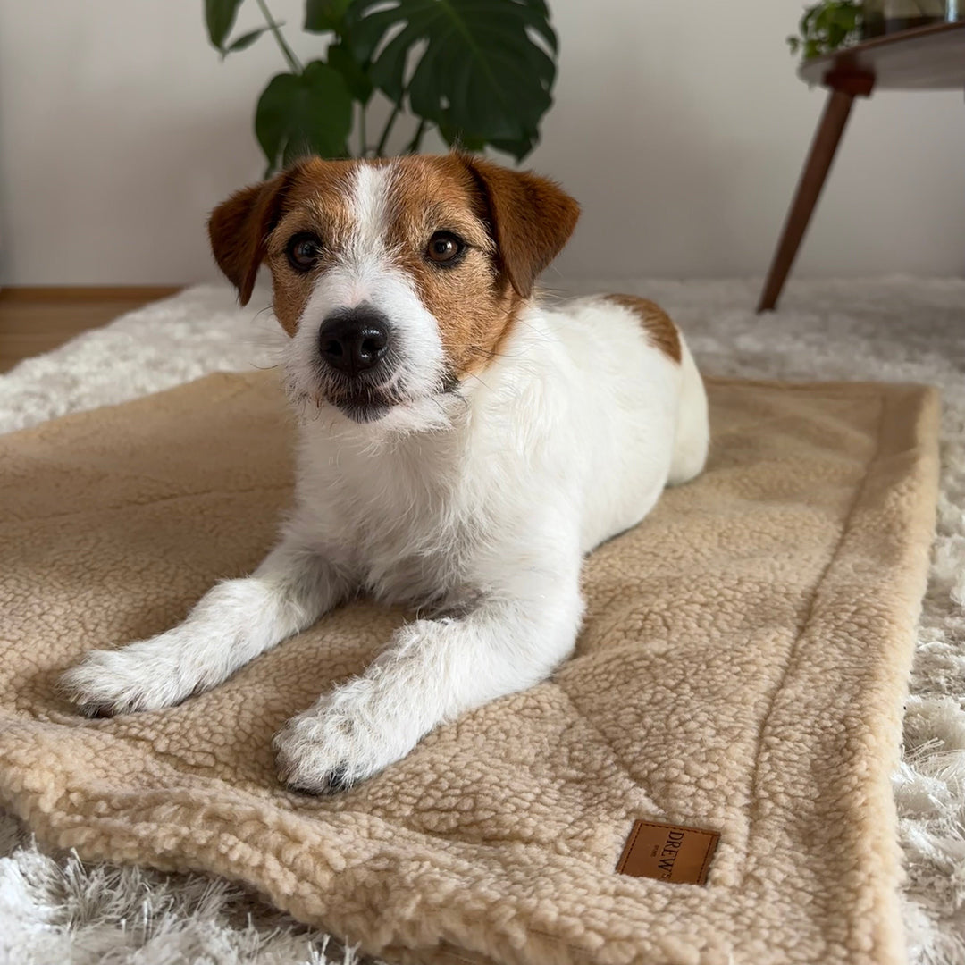 Jack russel terrier på blødt hundetæppe