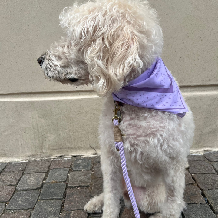 Labradoodle I lilla bandana med lilla snor