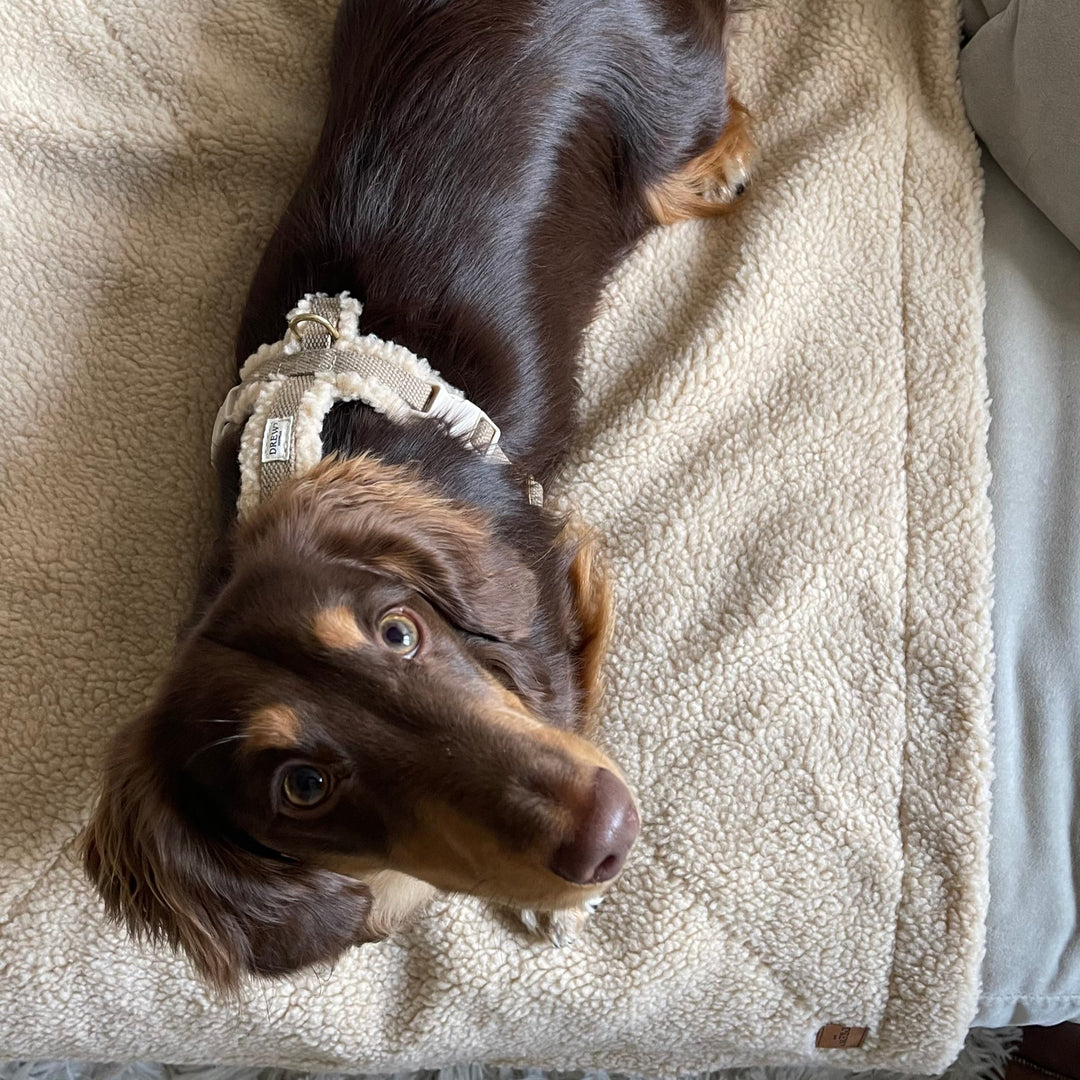 Teddy hundesele på gravhund