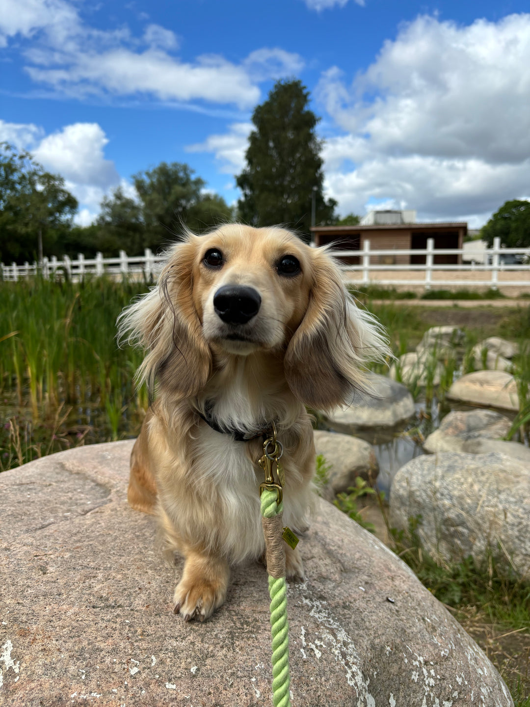 Hund med hundesnor i farven grøn