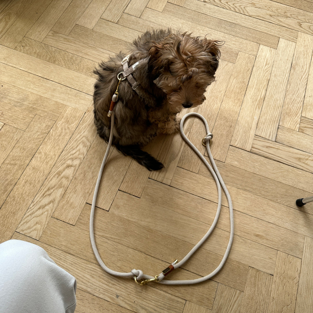 Cortado / Dog harness